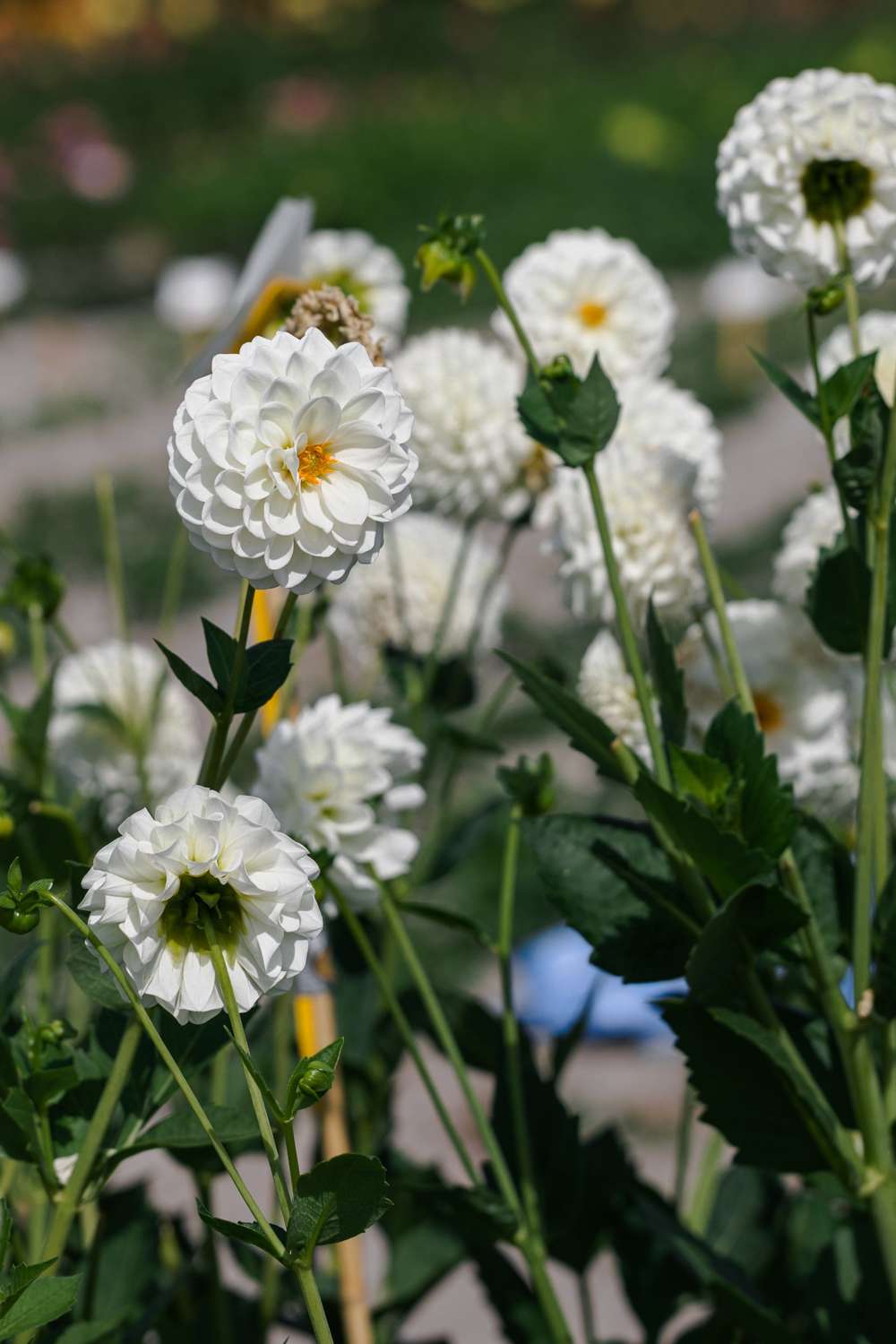 Dahlia 'Boom Boom White'